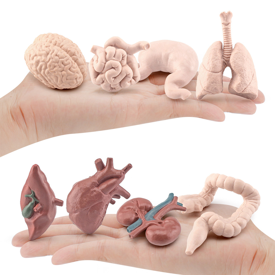 Figurines réalistes d'organes  - Kids Toys Egypt avis et prix